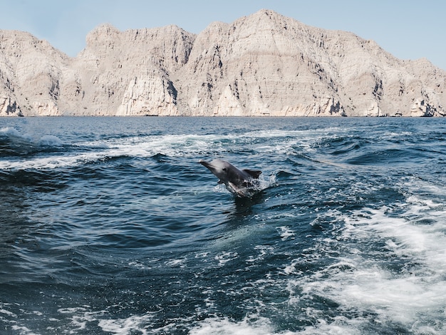 Dolphins swimming in the sea waves. Oman Fjords