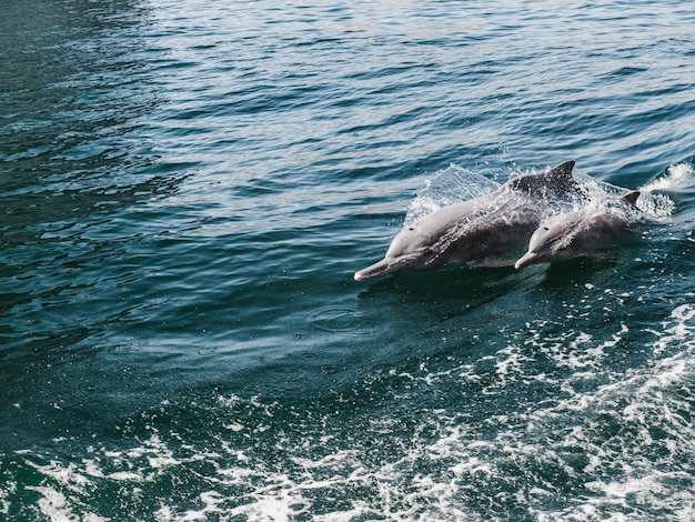 Dolphins swimming in the sea waves. Oman Fjords