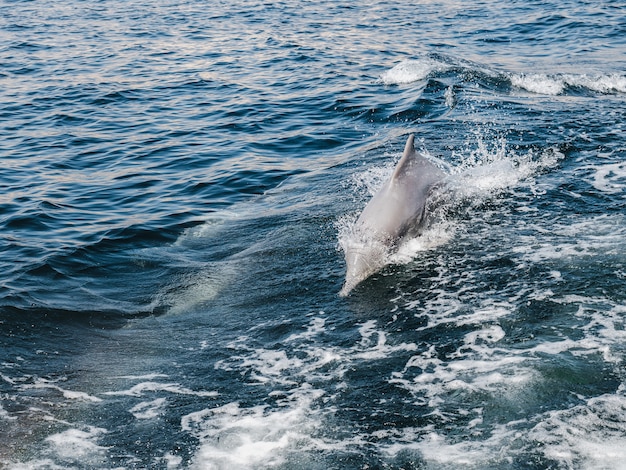 Dolphins swimming in the sea waves. Oman Fjords