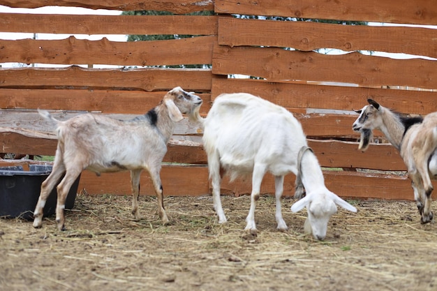 Domestic Anglo Nubian goats in a pen on a farm Cute adorable pets