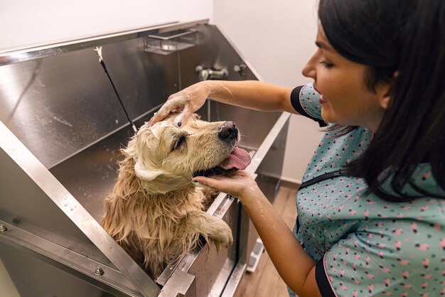 Domestic animal get beauty procedures