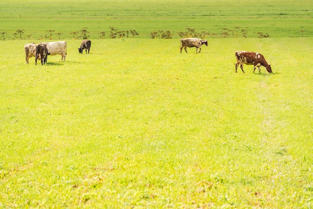 Domestic animals cows graze on a green meadow Domestic animal cow