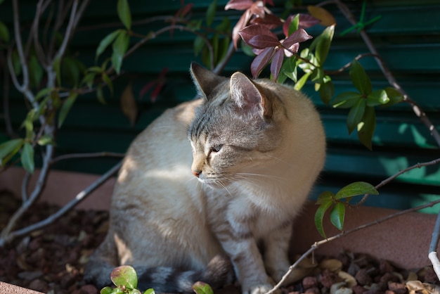 Domestic c playing outdoors