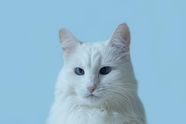 A domestic cat on a blue background Portrait Pets