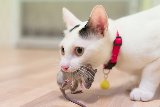 Domestic cat carrying small rodent rat  in house, white cat catching a mouse.