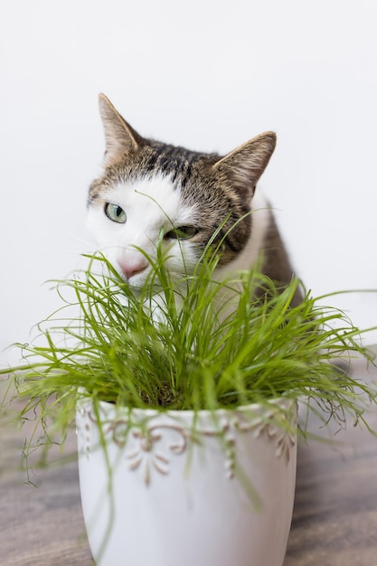 Domestic cat eating juicy green grass for cats Cyperus Zumula in pot Indoor cat health care concept