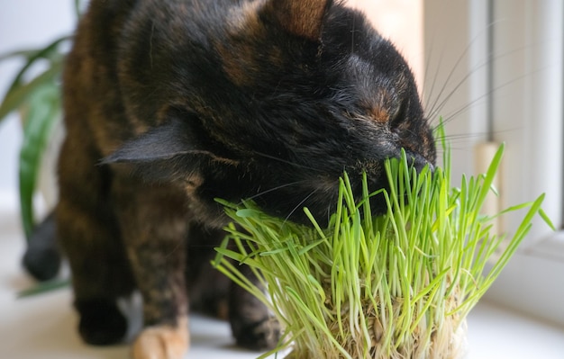 Domestic cat eats fresh grass near the window closeup