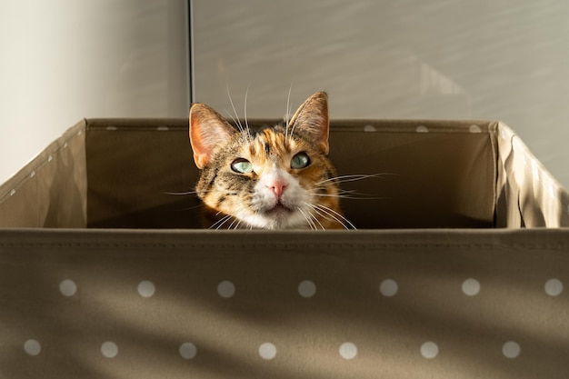 Domestic cat enjoys relaxation and resting in brown box illuminated by bright rays of sun at home