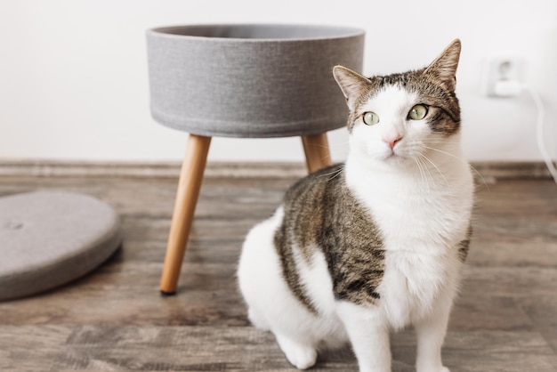 Domestic cat and gray storage stool Round gray linen pouffe