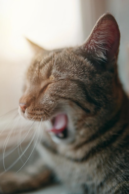 Domestic cat is sitting near windowsill and yawns sunlight in window stripes pussycat close up anima...