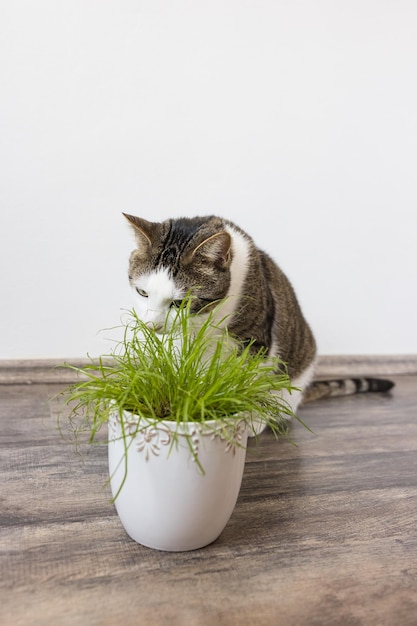 Domestic cat and juicy green grass for cats Cyperus Zumula in pot Indoor cat health care concept