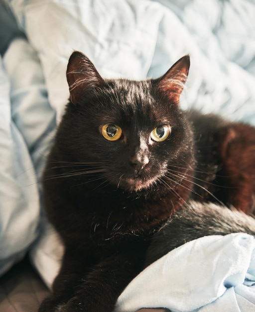 The domestic cat lies on the bedsheet