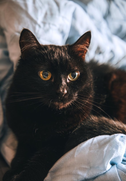 The domestic cat lies on the bedsheet