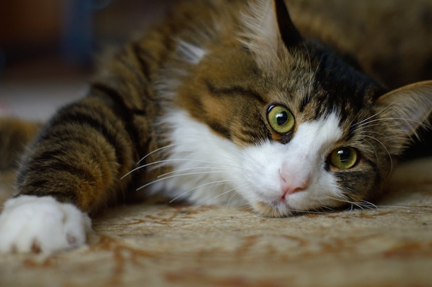 Domestic cat lies on a carpet