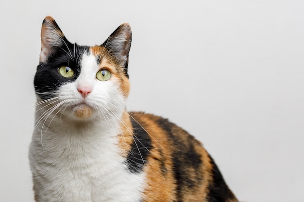 Domestic cat looking at the advertising space of the photo