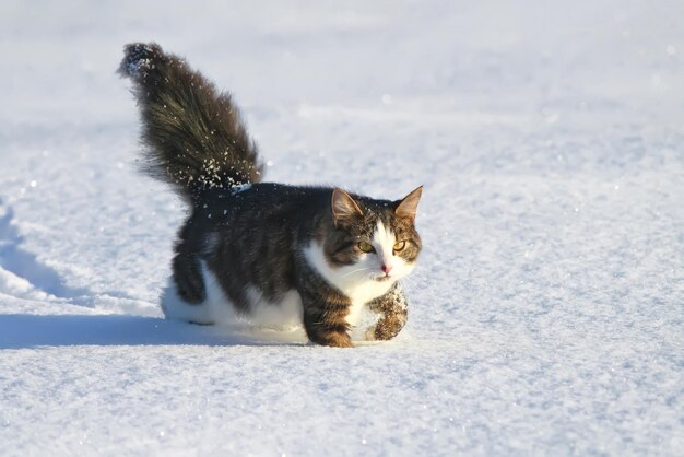 Domestic cat outdoors