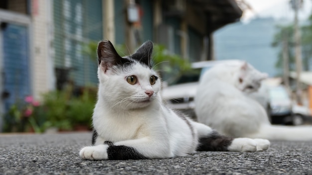 Domestic cat play in the outside at street at city