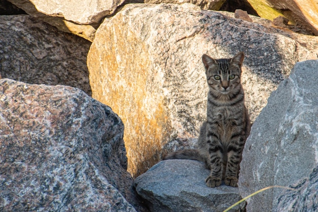 Domestic cat among the rocks