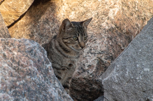 Domestic cat among the rocks