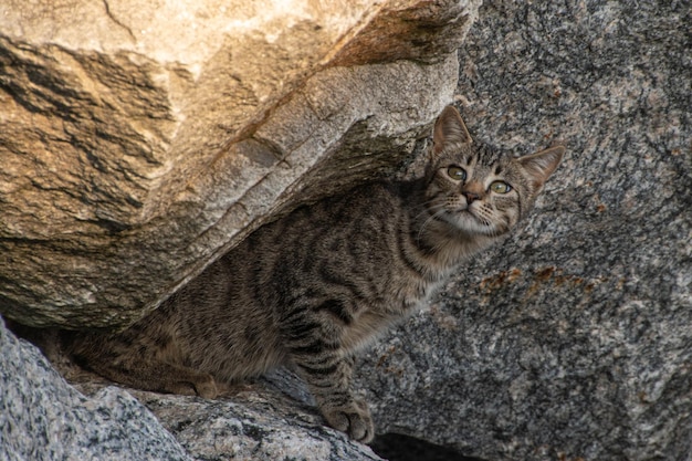 Domestic cat among the rocks