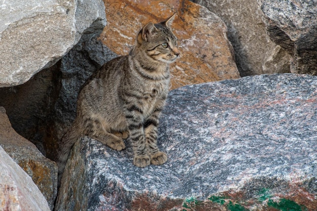 Domestic cat among the rocks