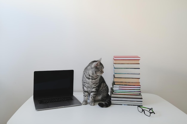 Photo domestic cat sitting on the table among books isolated on white home education and study concept