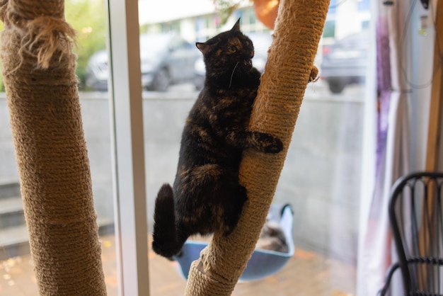 Domestic cat using scratching post  overhead landscape claw