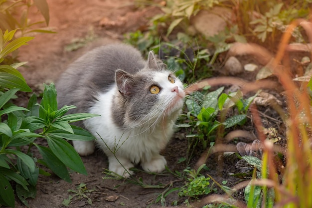 Domestic cat walks in the autumn garden and basks in the warm sunlight