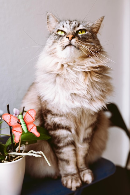 Domestic cat with orchid flower