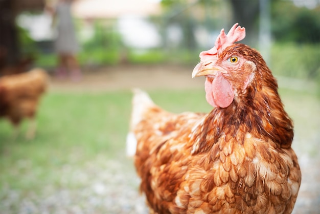 Domestic chicken portrait