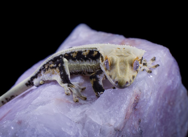 a domestic creested gecko portrait