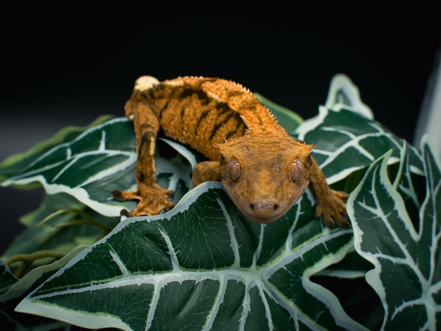 Photo a domestic creested gecko portrait