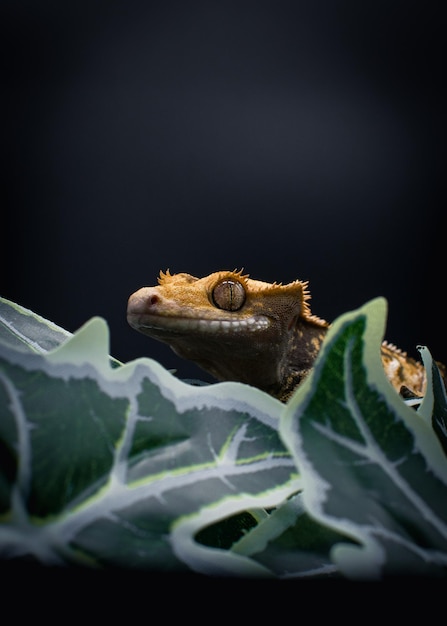 Photo a domestic creested gecko portrait