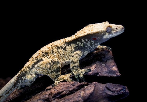 a domestic creested gecko portrait