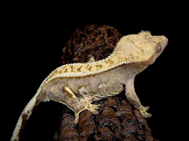 a domestic creested gecko portrait