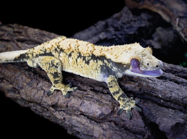 a domestic creested gecko portrait