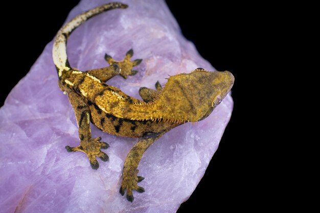 a domestic creested gecko portrait