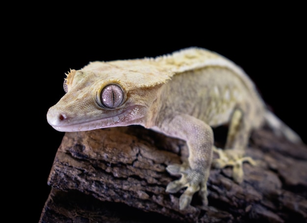 a domestic creested gecko portrait