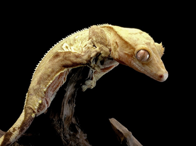 a domestic creested gecko portrait