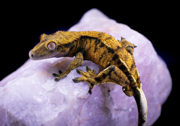 a domestic creested gecko portrait