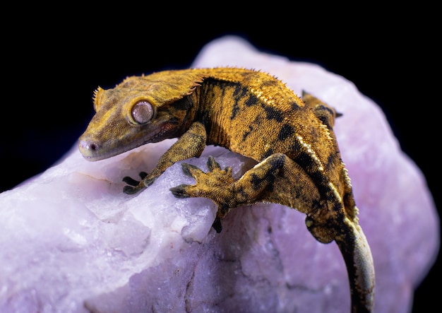 a domestic creested gecko portrait