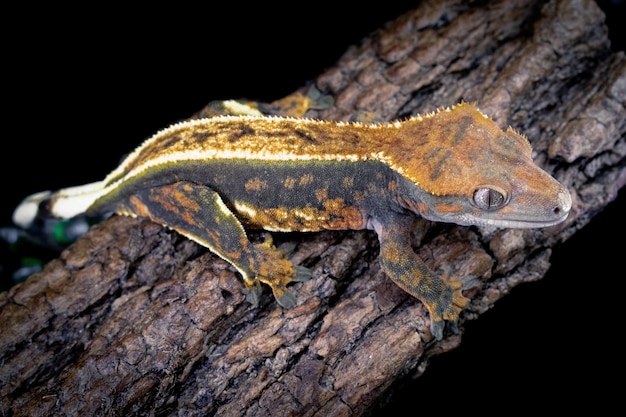 a domestic creested gecko portrait