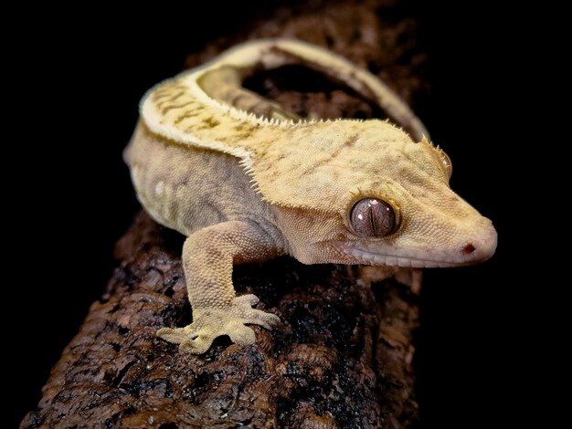 a domestic creested gecko portrait