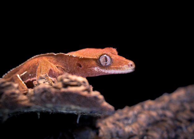 a domestic creested gecko portrait