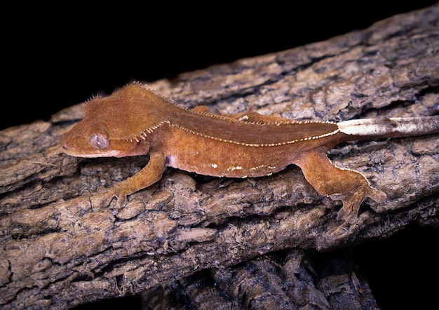 Photo a domestic creested gecko portrait