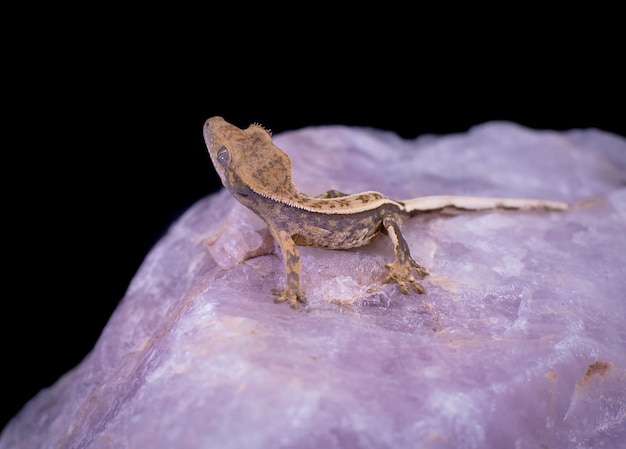 Photo a domestic creested gecko portrait