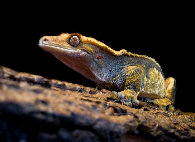 a domestic creested gecko portrait