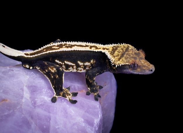 Photo a domestic creested gecko portrait