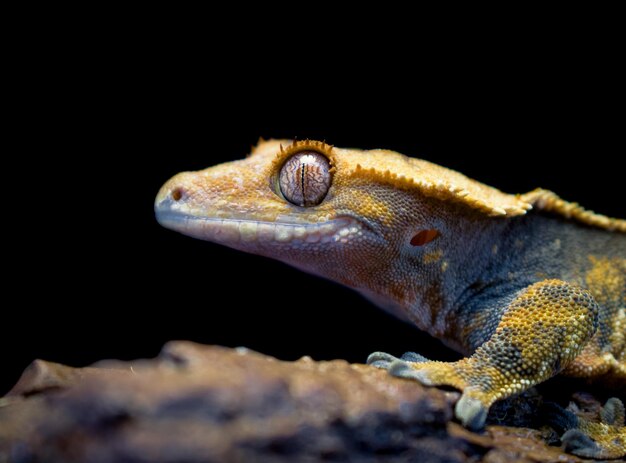 a domestic creested gecko portrait