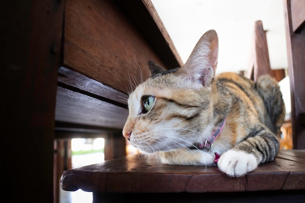 Domestic cute cat fell asleep